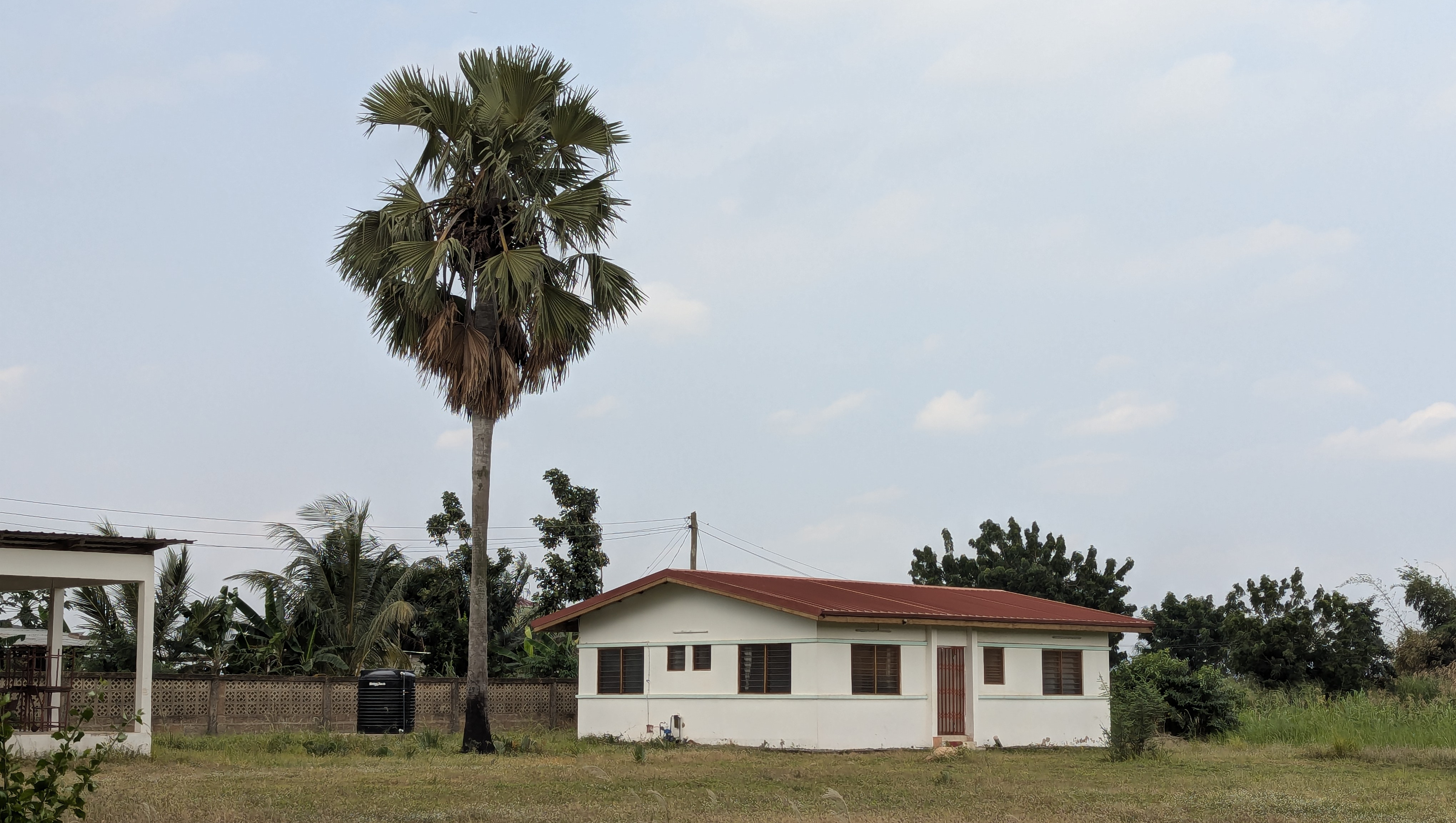 Ein Haus, neben dem eine Palme steht